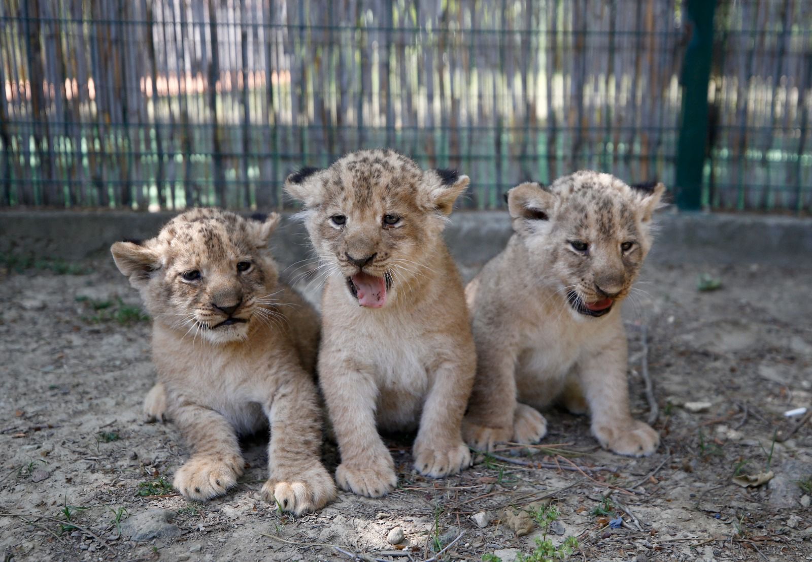 7-in-1 lion safari family adventure — Antalya excursion